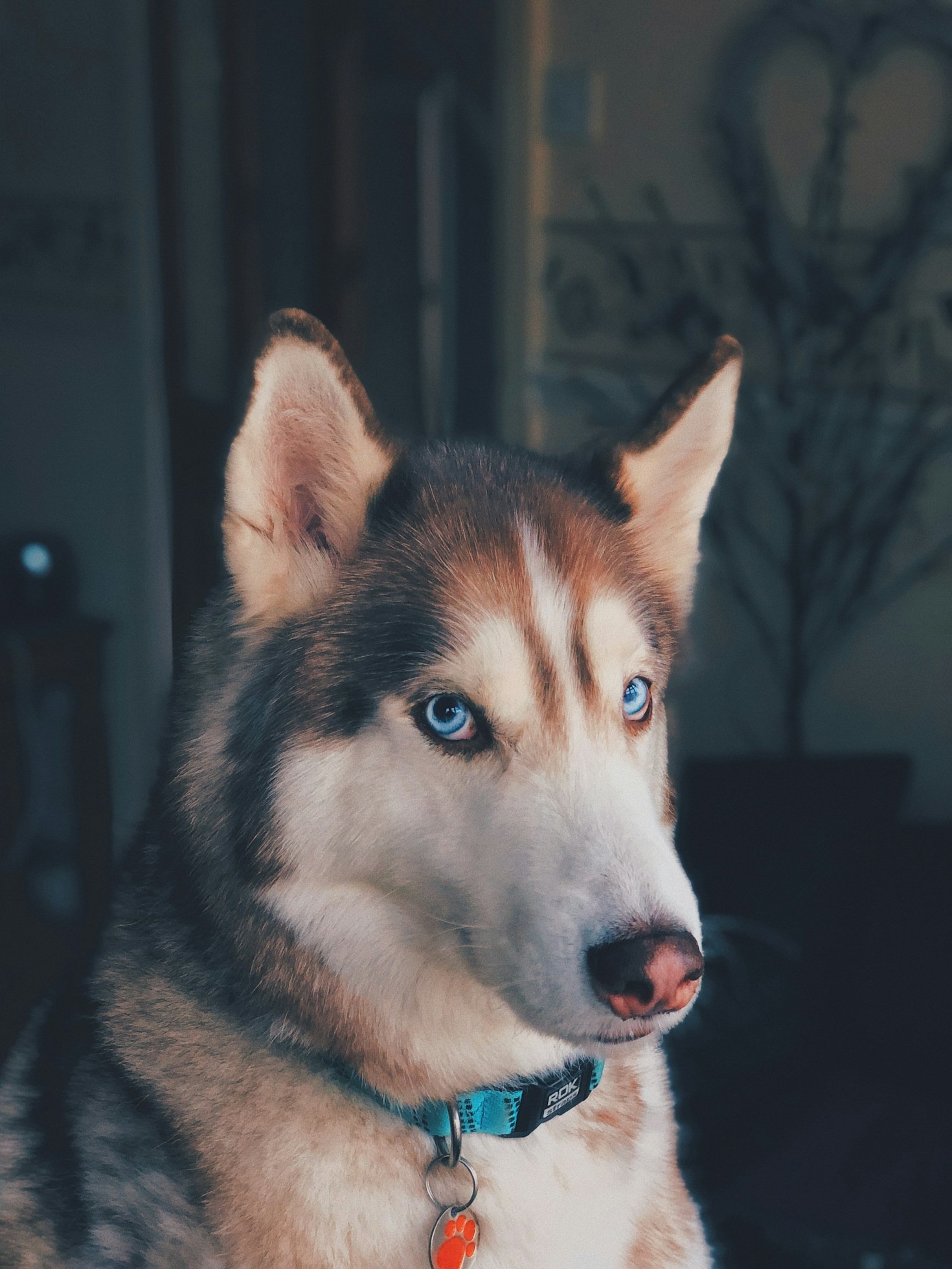 Cinq astuces pour réussir l&rsquo;éducation canine