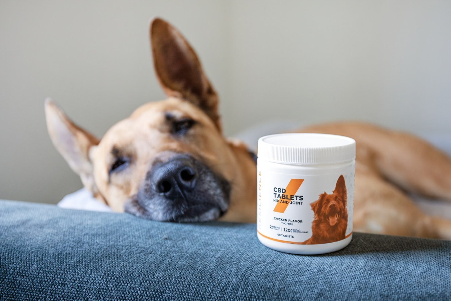 Les meilleurs exercices pour un chien actif