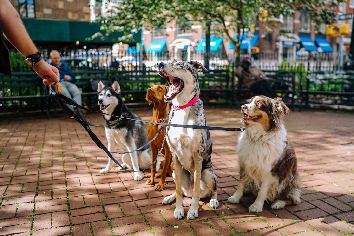 Comprendre le langage corporel de votre chien